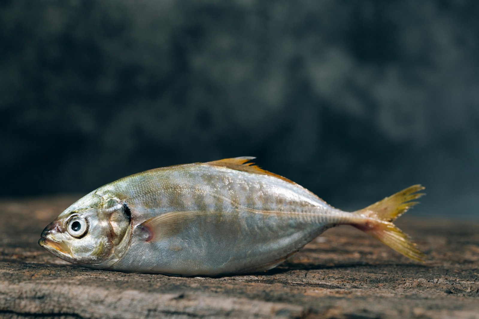 Barramundi
