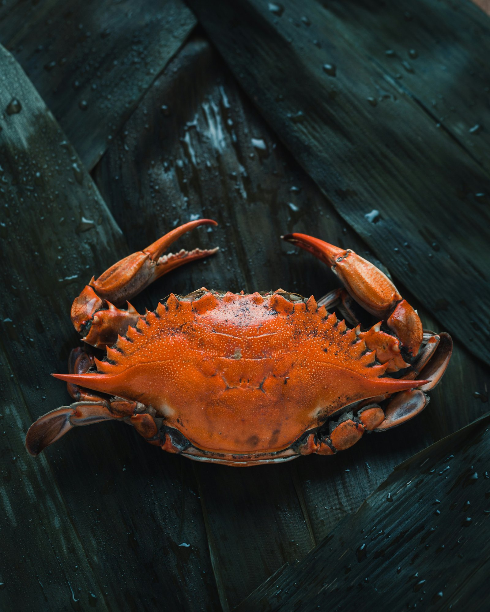 Mud Crab