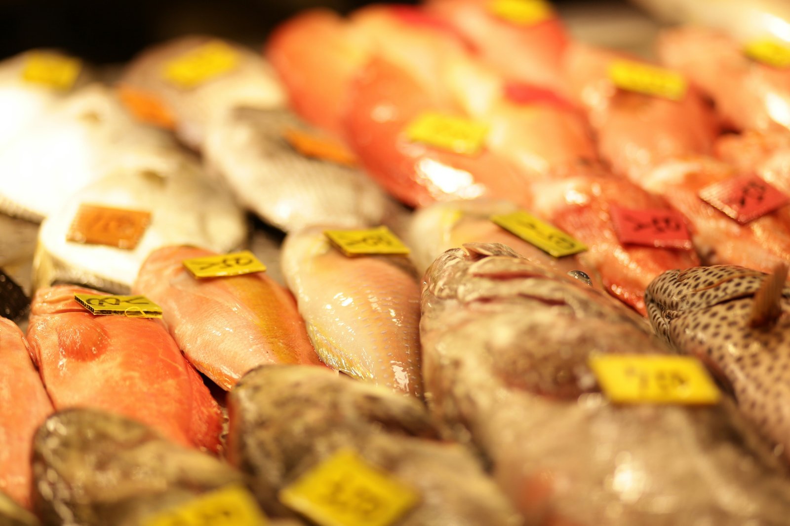 Red Snapper