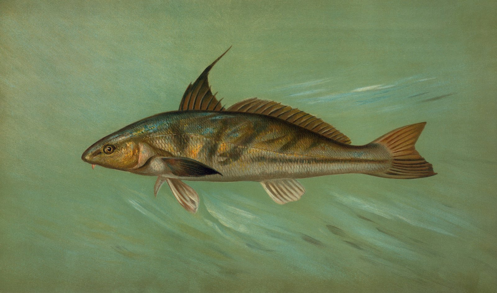 Seer Fish (Kingfish)